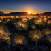 Garden Photographer of the Year Wildflower Landscapes Winners