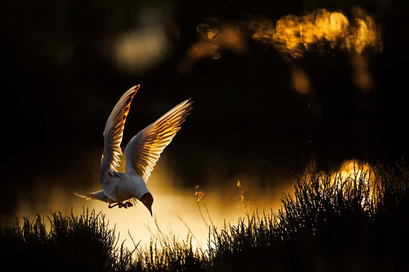 Birds - Winner: "Black-headed gull" by Radomir Jakubowski - GDT Nature Photographer of the Year 2026 Winners