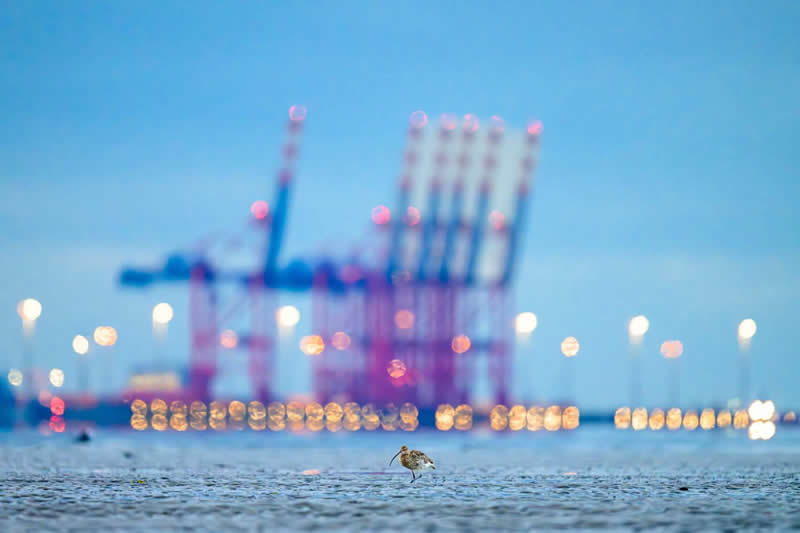 Birds - Runner-up: "Eurasian curlew in front of JadeWeserPort" by Christian Kosanetzky - GDT Nature Photographer of the Year 2026 Winners