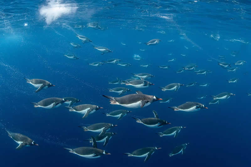 Birds - Runner-up: "The grand return" by Lars von Ritter Zahony - GDT Nature Photographer of the Year 2026 Winners