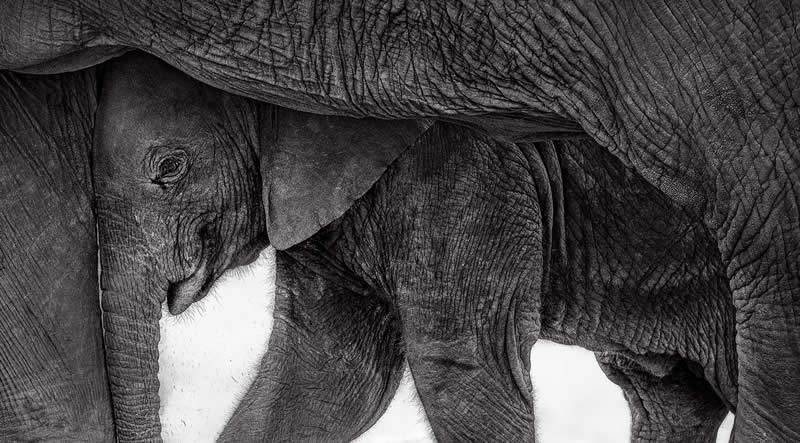 Mammals - Runner-up: "Shelter" by Preeti John - GDT Nature Photographer of the Year 2026 Winners