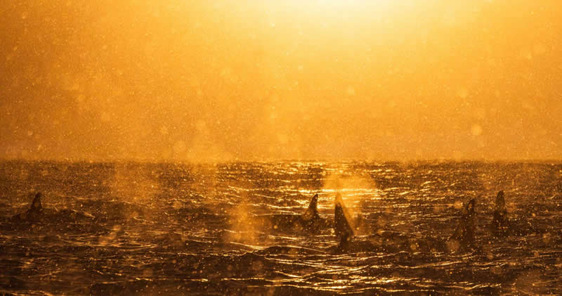 Mammals - Runner-up: "Snowstorm" by Sarah B&ouml;hm - GDT Nature Photographer of the Year 2026 Winners