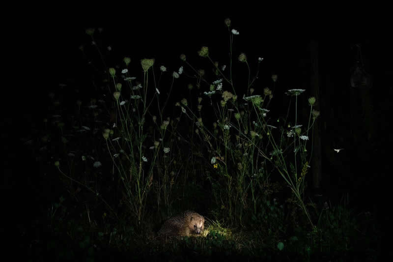 Mammals - Runner-up: "A hedgehog's paradise" by Gregor Thiel - GDT Nature Photographer of the Year 2026 Winners