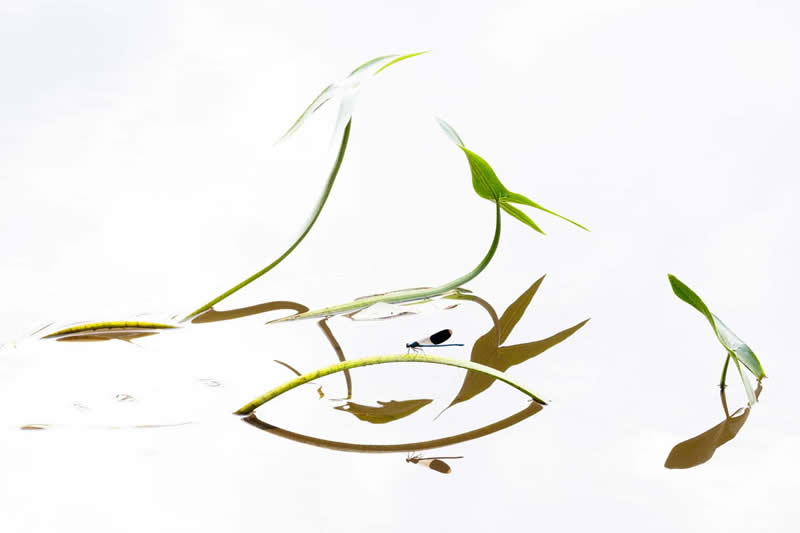 Other Animals - Runner-up: "Perched" by Heike Odermatt - GDT Nature Photographer of the Year 2026 Winners