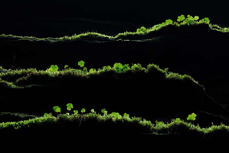 Plants and Fungi - Winner: "Green lines" by Tobias Richter - GDT Nature Photographer of the Year 2026 Winners