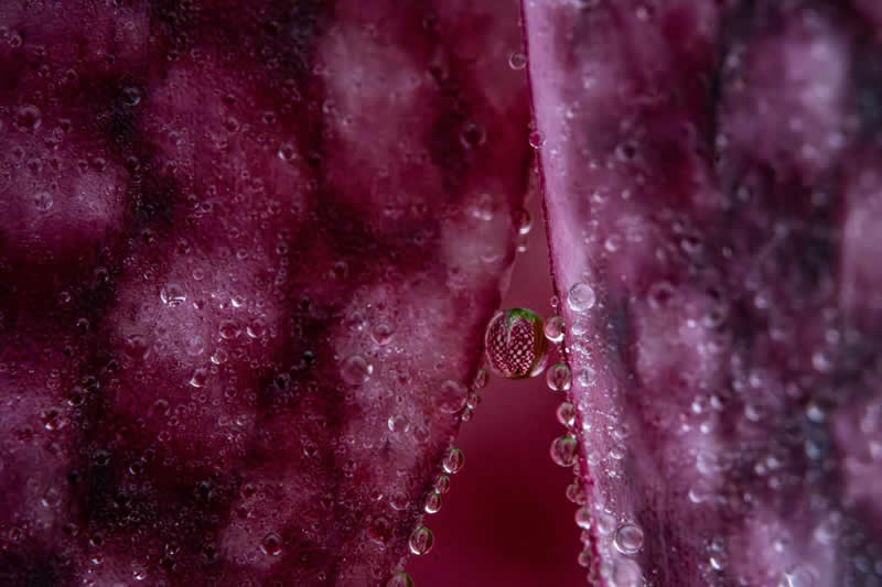 Plants and Fungi - Runner-up: "Small world" by Anja Mickel - GDT Nature Photographer of the Year 2026 Winners