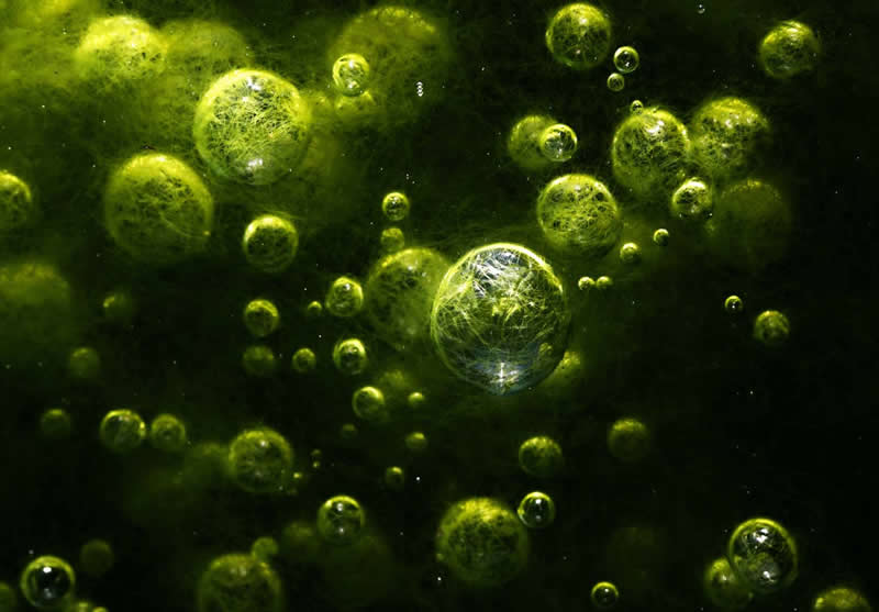 Plants and Fungi - Runner-up: "Universe of algae" by Caroline Walter - GDT Nature Photographer of the Year 2026 Winners