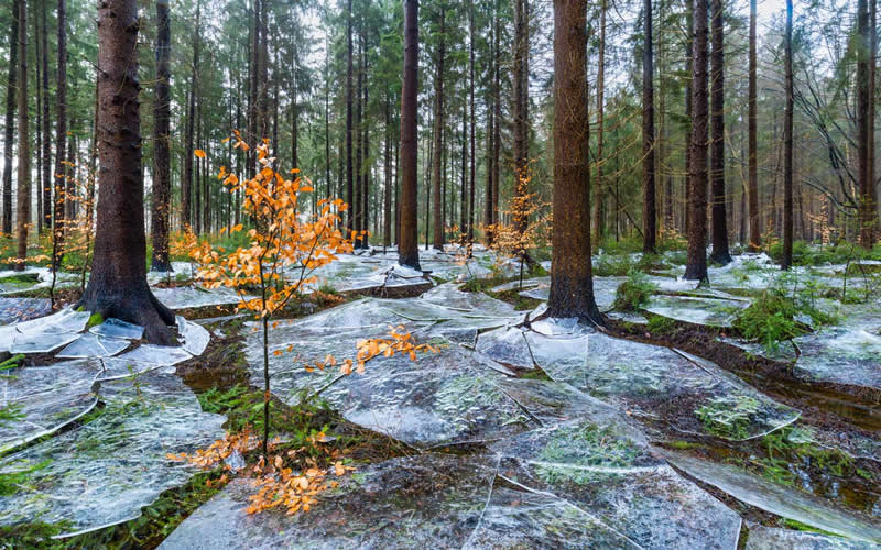 Landscapes - Winner: "Frozen forest" by Eike Christian Wolff - GDT Nature Photographer of the Year 2026 Winners