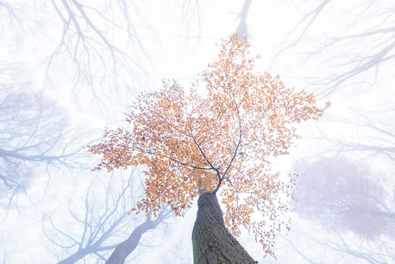 Landscapes - Winner: "Frozen forest" by Eike Christian Wolff - GDT Nature Photographer of the Year 2026 Winners