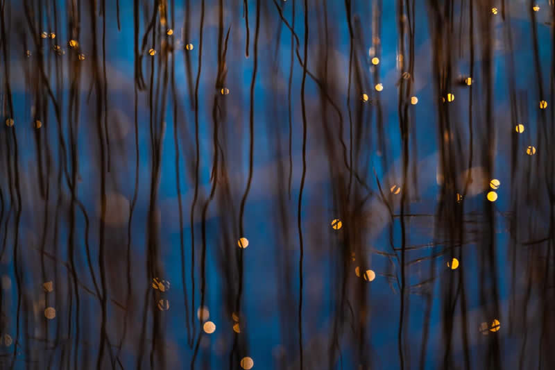 Nature's Studio - Winner: "Fragments of light" by Beate Oswald - GDT Nature Photographer of the Year 2026 Winners