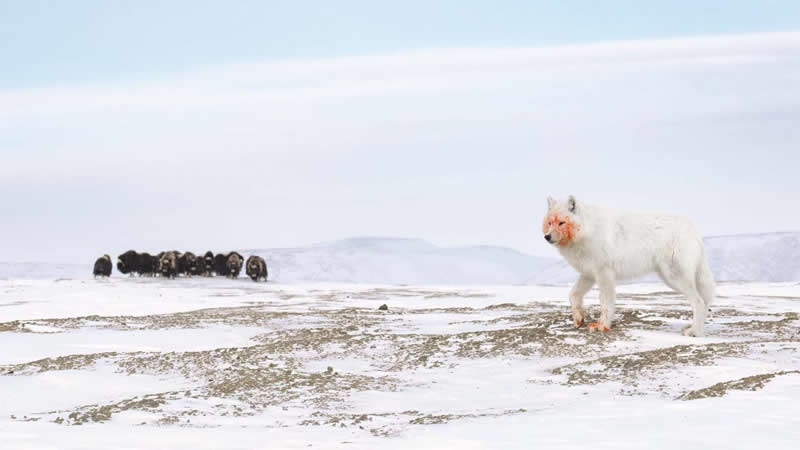Special Category: Biodiversity - Runner-up: "Ancient rivals" by Amit Eshel - GDT Nature Photographer of the Year 2026 Winners
