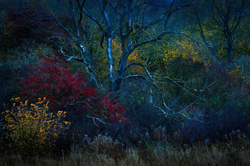 Special Category: Biodiversity - Runner-up: "Composed by nature" by Katja Manski - GDT Nature Photographer of the Year 2026 Winners