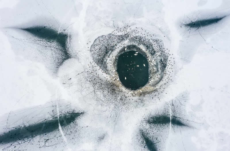 Prize of the Jury: "Lifelines" by Roy M&uuml;ller - GDT Nature Photographer of the Year 2026 Winners