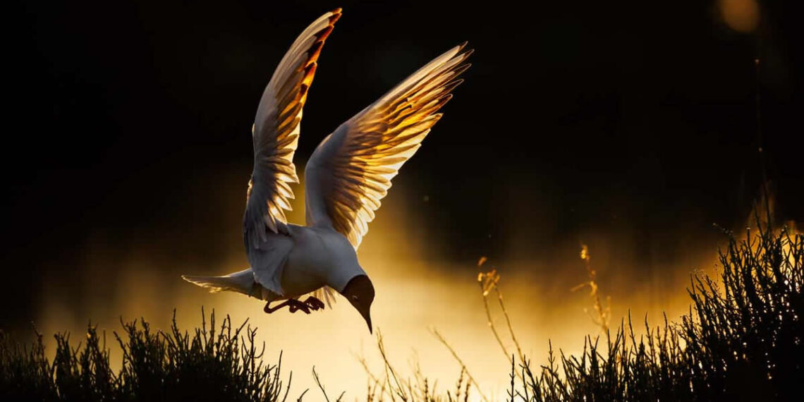 GDT Nature Photographer of the Year 2026 Winners