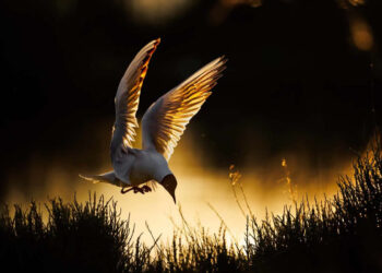 GDT Nature Photographer of the Year 2026 Winners