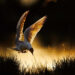 GDT Nature Photographer of the Year 2026 Winners