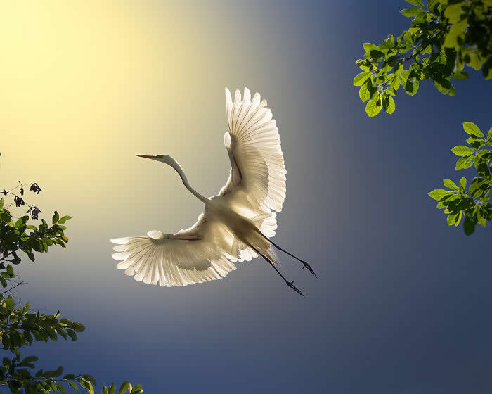 Wings of Elegance: 30 Great Egret Photos by American Photographer Fenqiang Liu 33 A Great Egret in mid-flight with wings fully spread, glowing in soft sunlight against a gradient sky, framed by green leaves, capturing elegance and motion in nature.