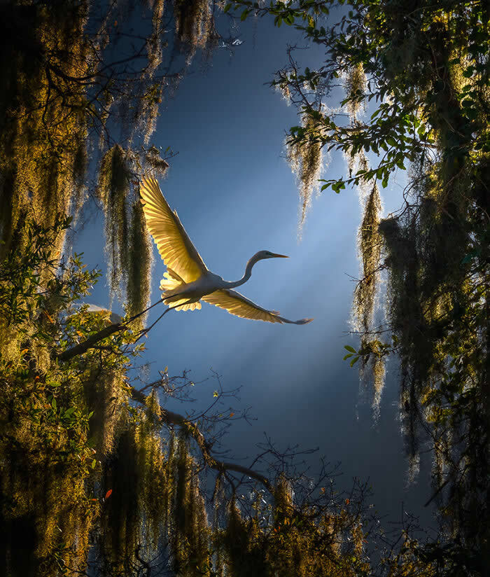 Wings of Elegance: 30 Great Egret Photos by American Photographer Fenqiang Liu 34 A Great Egret flying gracefully through a forest framed by hanging moss and branches, illuminated by warm golden sunlight against a deep blue sky, creating a dramatic and ethereal scene.