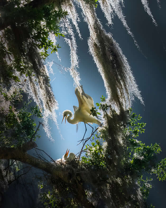Wings of Elegance: 30 Great Egret Photos by American Photographer Fenqiang Liu 35 A Great Egret perched above its nest among tree branches and hanging moss, illuminated by soft sunlight from above, with another egret below, creating a layered, intimate view of wildlife in a forest canopy.