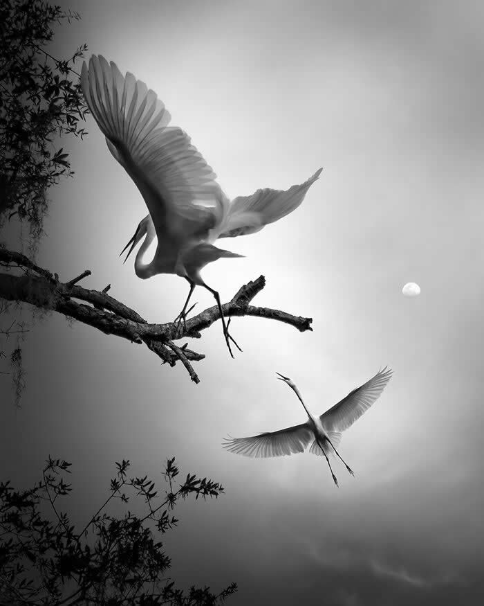 Wings of Elegance: 30 Great Egret Photos by American Photographer Fenqiang Liu 36 Black and white image of two Great Egrets, one perched on a branch with wings spread and another flying below, set against a cloudy sky with a visible moon, creating a dramatic and serene composition.