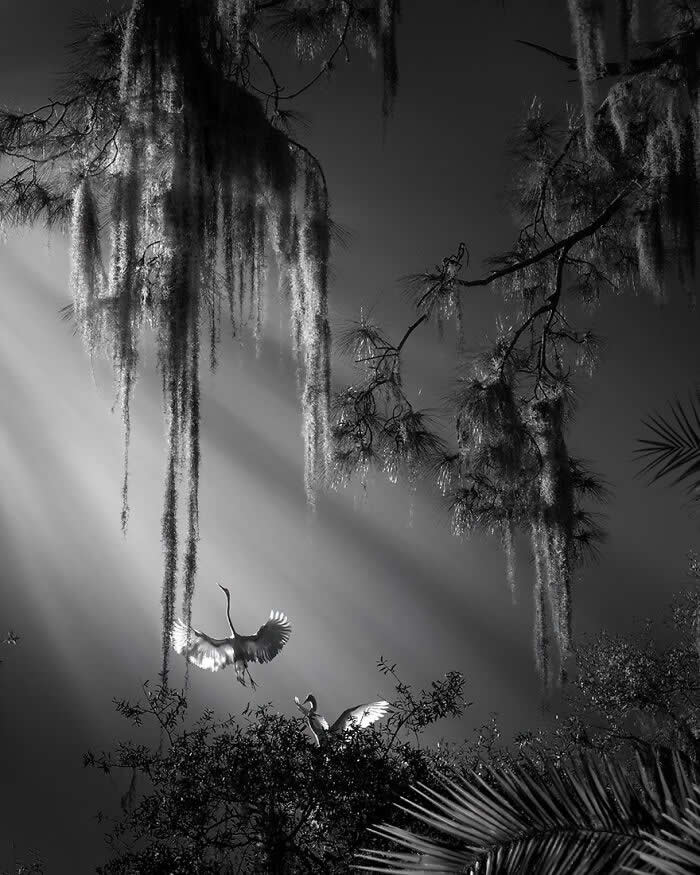 Wings of Elegance: 30 Great Egret Photos by American Photographer Fenqiang Liu 37 Black and white scene of two Great Egrets in a forest, one in mid-flight and another perched below, illuminated by soft rays of light filtering through hanging moss and branches, creating a moody, ethereal atmosphere.