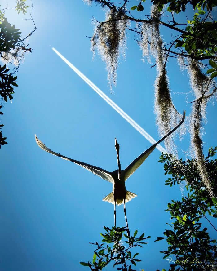 Wings of Elegance: 30 Great Egret Photos by American Photographer Fenqiang Liu 38 A Great Egret seen from below in mid-flight with wings fully extended, silhouetted against a bright blue sky, with a jet trail above and framed by tree branches and hanging moss.
