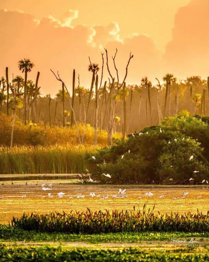 Wings of Elegance: 30 Great Egret Photos by American Photographer Fenqiang Liu 39 A serene wetland scene at golden hour with multiple Great Egrets scattered across shallow water and greenery, surrounded by tall grasses, trees, and warm sunset light creating a peaceful natural landscape.