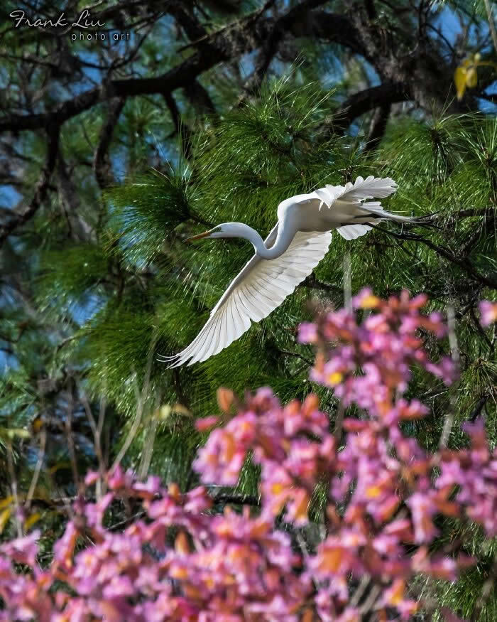 Wings of Elegance: 30 Great Egret Photos by American Photographer Fenqiang Liu 40 A Great Egret flying gracefully with wings spread, captured against green pine foliage, with soft pink blossoms blurred in the foreground, creating a vibrant and layered natural scene.