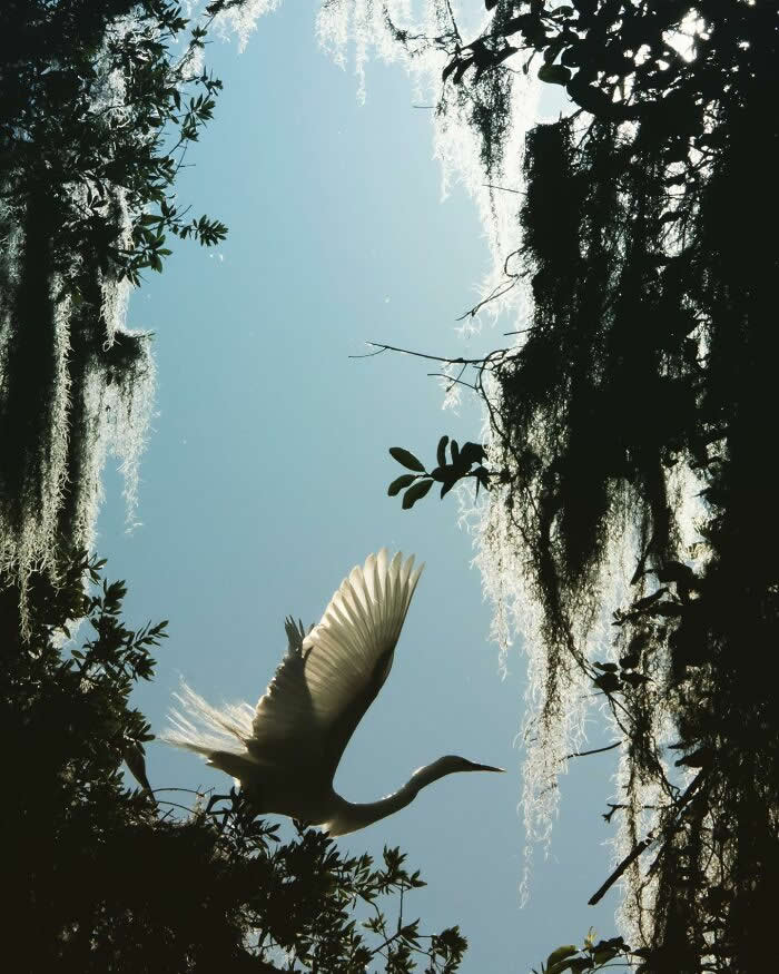 Wings of Elegance: 30 Great Egret Photos by American Photographer Fenqiang Liu 41 A Great Egret in mid-flight viewed from below, its wings glowing softly against a pale blue sky, framed by dark silhouettes of trees and hanging moss, creating a dramatic contrast of light and shadow.