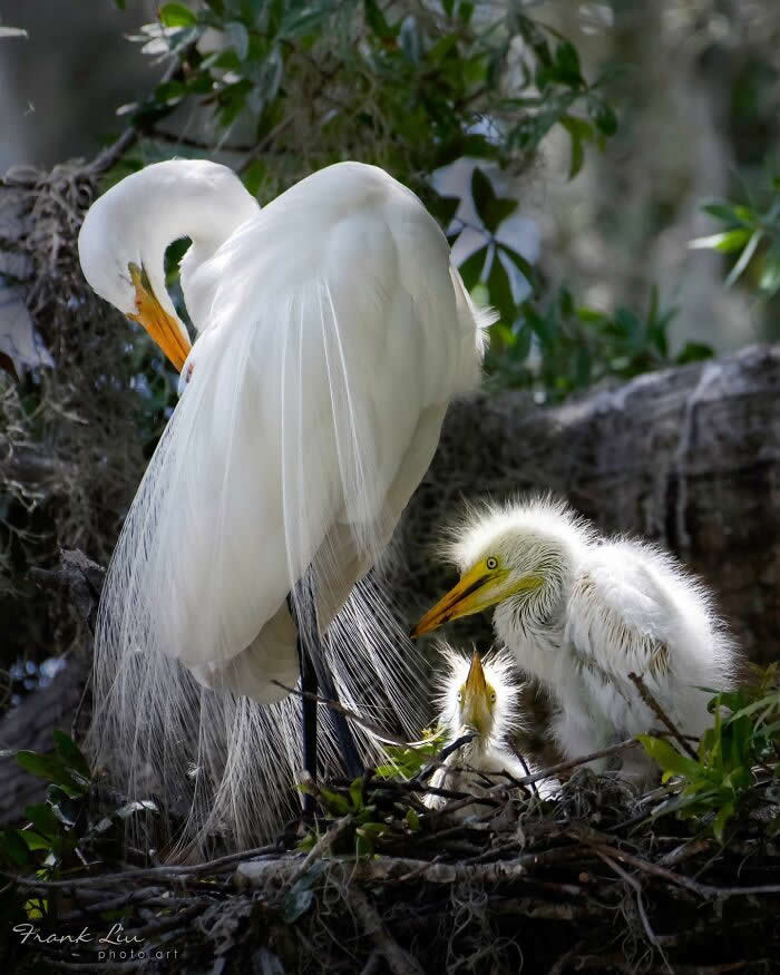 Wings of Elegance: 30 Great Egret Photos by American Photographer Fenqiang Liu 42 An adult Great Egret standing beside its nest with two fluffy chicks, gently interacting as one chick looks up, surrounded by branches and greenery in a calm, intimate wildlife scene.
