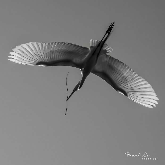 Wings of Elegance: 30 Great Egret Photos by American Photographer Fenqiang Liu 43 Black and white image of a Great Egret in flight viewed from below, wings fully spread in symmetry, holding a small twig in its beak against a clean, minimal sky background.