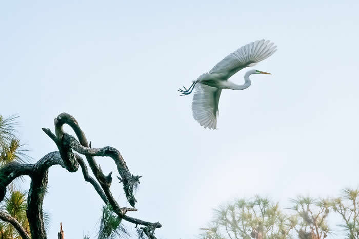 Wings of Elegance: 30 Great Egret Photos by American Photographer Fenqiang Liu 44 A Great Egret flying gracefully with wings spread against a pale sky, moving away from a twisted tree branch on the left, creating a minimal and serene composition with soft natural tones.