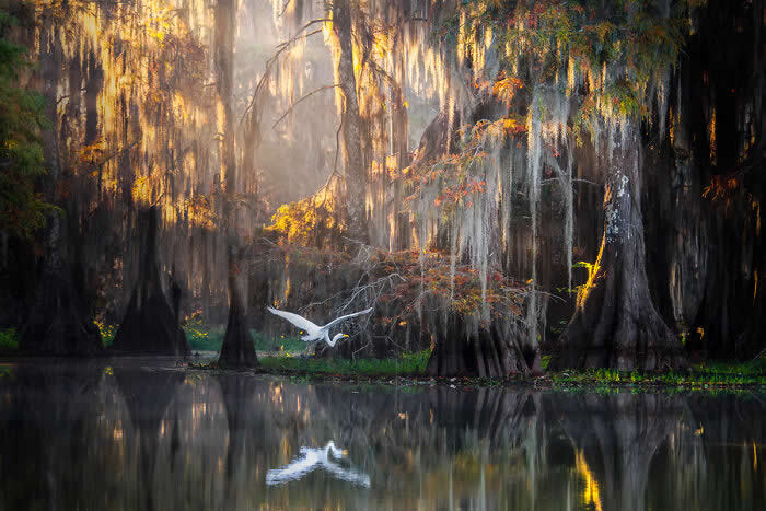 Wings of Elegance: 30 Great Egret Photos by American Photographer Fenqiang Liu 45 A Great Egret flying low over calm water in a misty swamp, surrounded by tall trees draped in moss and glowing in warm golden light, with its reflection mirrored on the water’s surface.