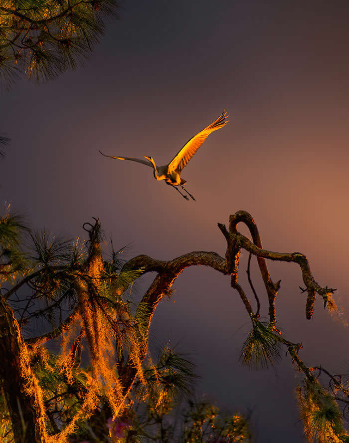 Wings of Elegance: 30 Great Egret Photos by American Photographer Fenqiang Liu 47 A Great Egret flying above twisted tree branches at sunset, its wings glowing in warm orange light against a dusky sky, with moss-covered limbs adding texture to the dramatic scene.