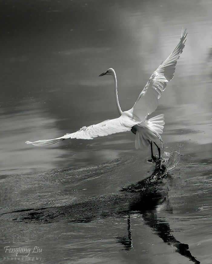 Wings of Elegance: 30 Great Egret Photos by American Photographer Fenqiang Liu 48 A Great Egret landing on water with wings fully extended, creating ripples and a reflection beneath it, captured in a soft monochrome scene with smooth, misty tones.