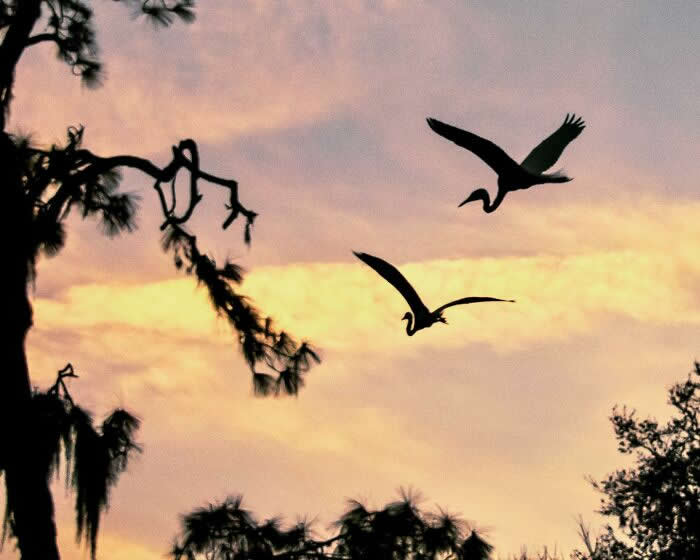 Wings of Elegance: 30 Great Egret Photos by American Photographer Fenqiang Liu 49 Two Great Egrets flying in silhouette against a warm sunset sky, framed by dark tree branches, creating a peaceful and atmospheric evening scene.