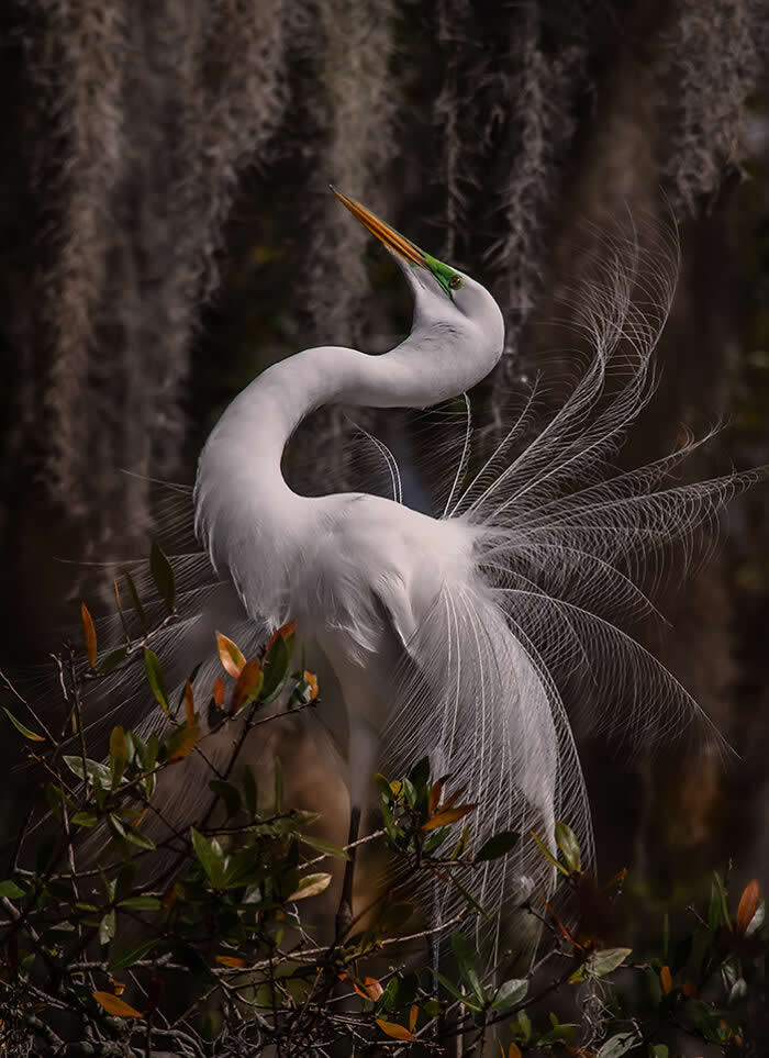 Wings of Elegance: 30 Great Egret Photos by American Photographer Fenqiang Liu 50 A Great Egret standing among branches with delicate breeding plumage flowing like fine threads, its neck elegantly curved and beak pointed upward, set against a softly blurred background of hanging moss.