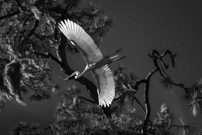 Wings of Elegance: 30 Great Egret Photos by American Photographer Fenqiang Liu 51 Black and white image of a Great Egret gliding with wings fully extended among twisted tree branches, holding a twig in its beak, creating a striking contrast against a dark sky.