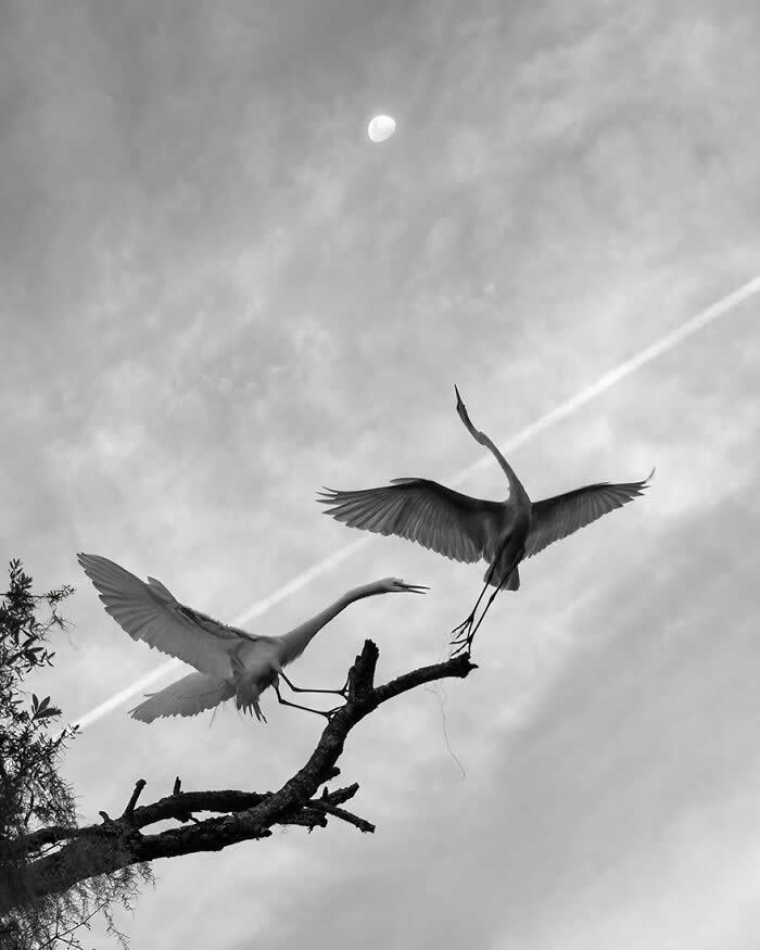Wings of Elegance: 30 Great Egret Photos by American Photographer Fenqiang Liu 52 Black and white image of two Great Egrets interacting on a tree branch, one landing and the other reaching out, set against a cloudy sky with a visible moon and a faint jet trail crossing the scene.