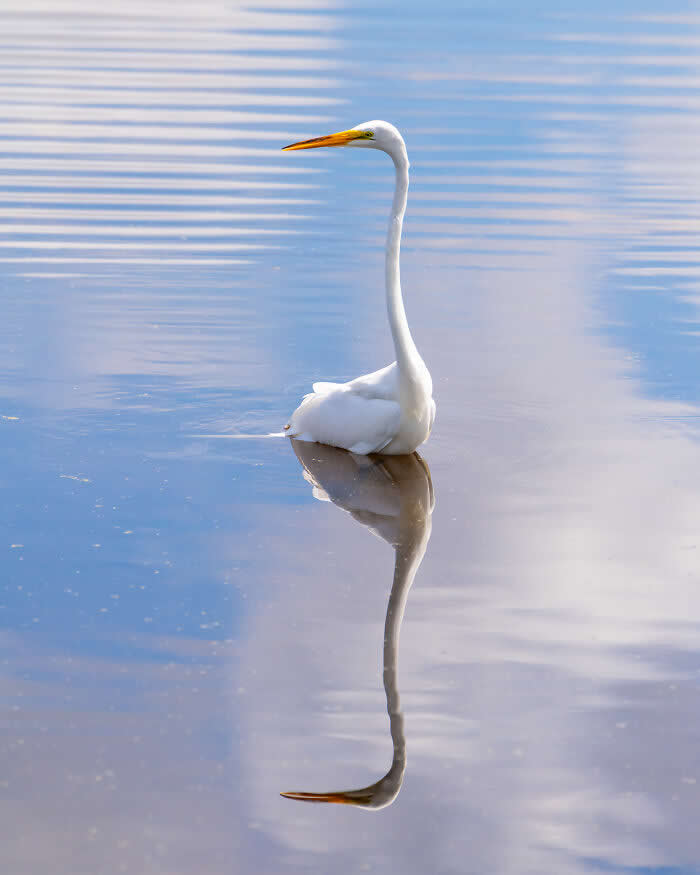 Wings of Elegance: 30 Great Egret Photos by American Photographer Fenqiang Liu 53 A Great Egret standing calmly in shallow water with a clear reflection beneath it, surrounded by soft ripples and gentle blue tones, creating a peaceful and minimalist composition.