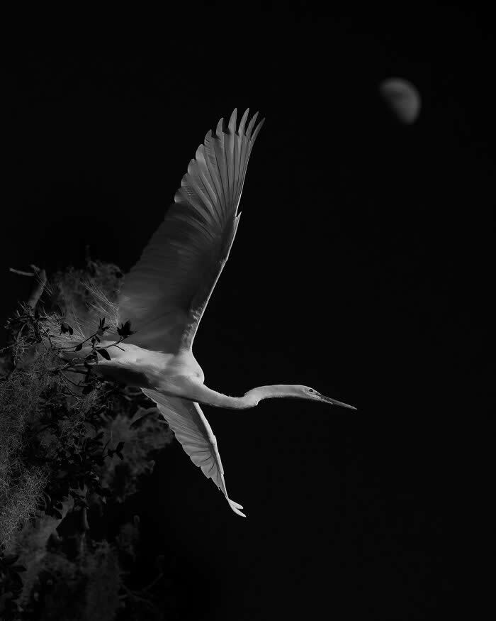 Wings of Elegance: 30 Great Egret Photos by American Photographer Fenqiang Liu 55 Black and white image of a Great Egret in flight emerging from dark foliage, wings fully extended against a deep black sky, with a faint moon visible in the background creating a dramatic, minimalist scene.
