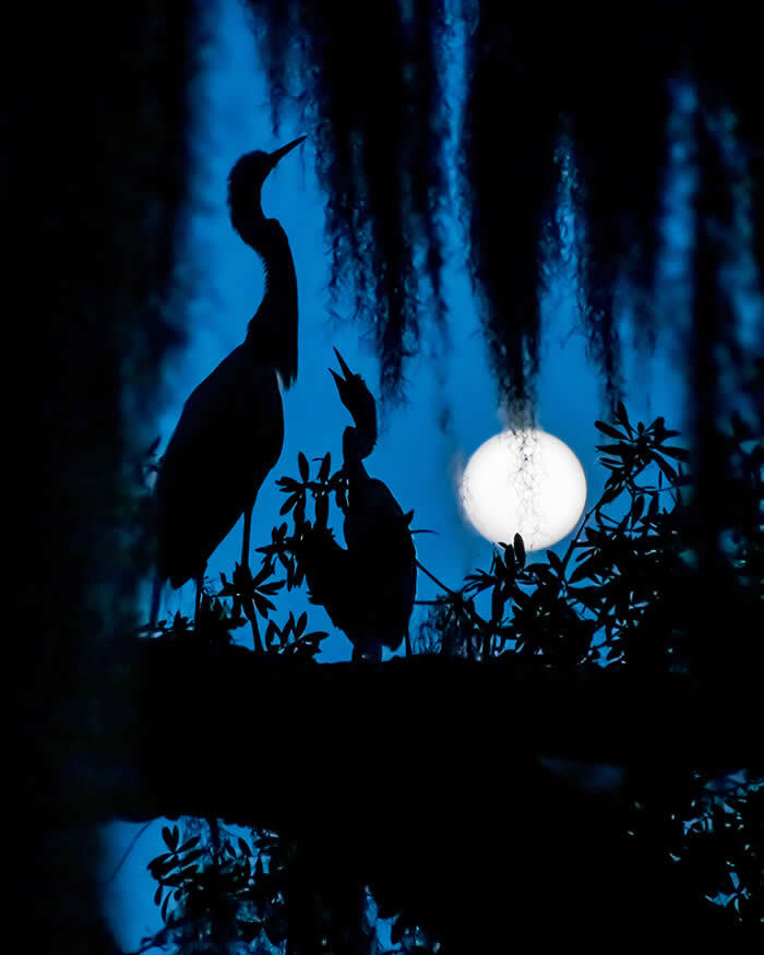 Wings of Elegance: 30 Great Egret Photos by American Photographer Fenqiang Liu 56 Silhouettes of two Great Egrets perched among foliage at night, framed by hanging moss and a glowing full moon in the background, creating a serene and atmospheric blue-toned scene.