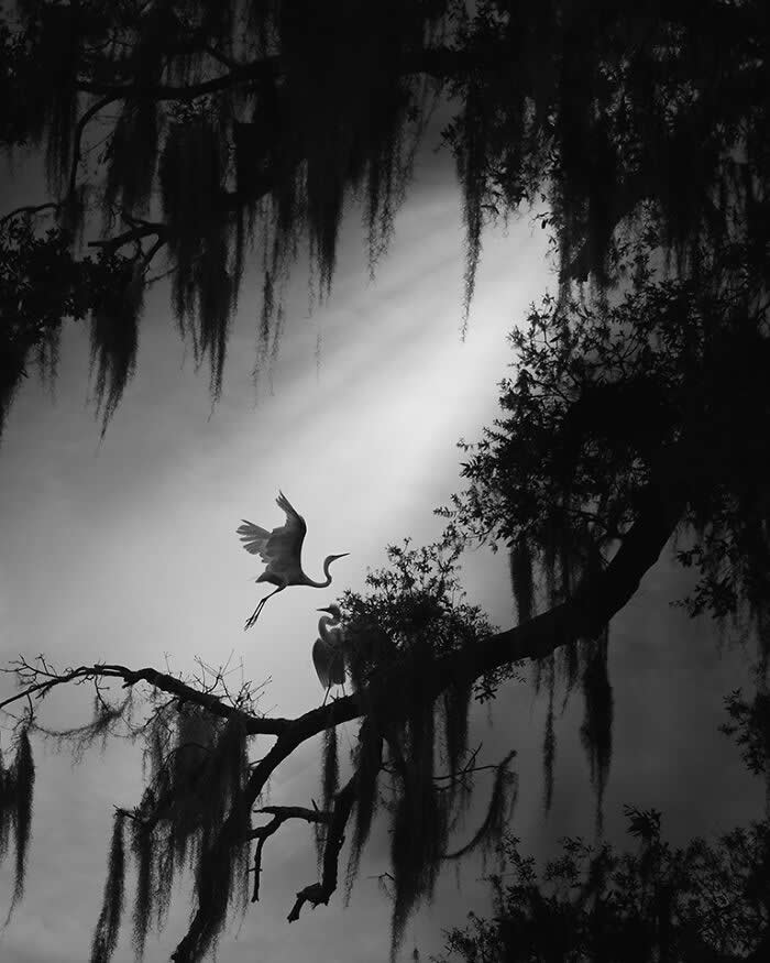 Wings of Elegance: 30 Great Egret Photos by American Photographer Fenqiang Liu 57 Black and white image of two Great Egrets on a tree branch, one landing with wings spread and the other perched, surrounded by hanging moss and soft light filtering through a misty forest.