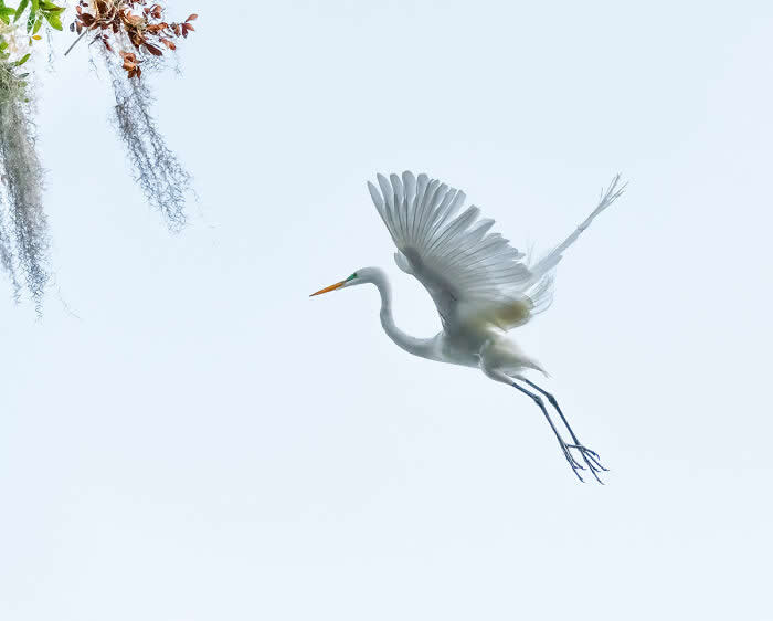 Wings of Elegance: 30 Great Egret Photos by American Photographer Fenqiang Liu 58 A Great Egret in mid-flight with wings softly spread, gliding through a pale, minimal sky, with delicate details of feathers visible and a small branch with leaves in the corner adding subtle context.