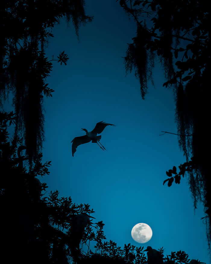 Wings of Elegance: 30 Great Egret Photos by American Photographer Fenqiang Liu 59 A Great Egret flying in silhouette against a deep blue night sky, framed by dark tree branches and hanging moss, with a bright full moon glowing below, creating a calm and cinematic scene.