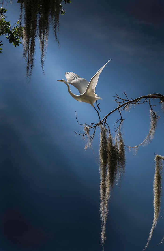 Wings of Elegance: 30 Great Egret Photos by American Photographer Fenqiang Liu 60 A Great Egret taking off from a branch with wings spread wide, illuminated by soft sunlight against a deep blue sky, with hanging moss adding texture and depth to the composition.