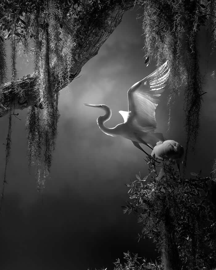Wings of Elegance: 30 Great Egret Photos by American Photographer Fenqiang Liu 61 Black and white image of a Great Egret perched on a moss-covered branch with wings partially spread, softly illuminated by light filtering through hanging moss, creating a dramatic and ethereal forest scene.