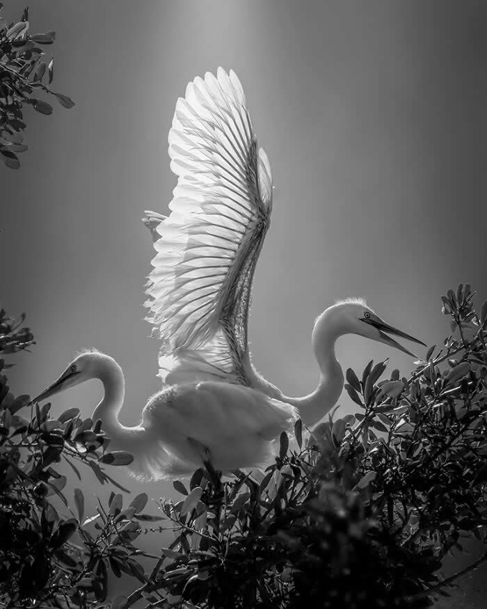 Wings of Elegance: 30 Great Egret Photos by American Photographer Fenqiang Liu 62 Black and white image of two Great Egrets perched among leafy branches, one with wings raised and backlit to reveal intricate feather details, creating a soft, luminous and balanced composition.