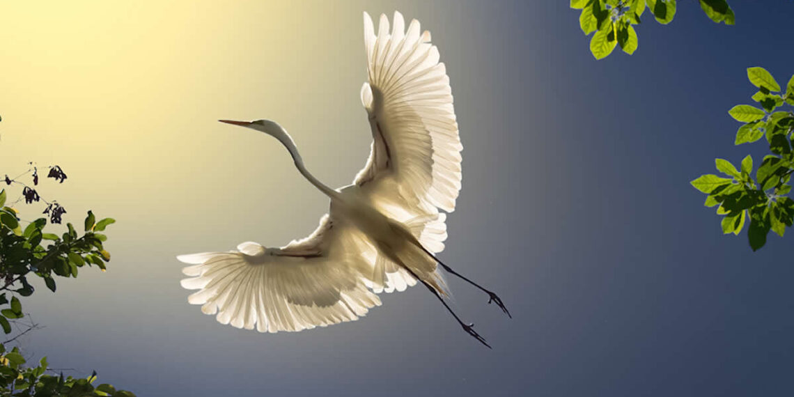 Wings of Elegance: 30 Great Egret Photos by American Photographer Fenqiang Liu 31 Wings of Elegance: 30 Great Egret Photos by American Photographer Fenqiang Liu