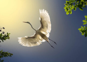 Wings of Elegance: 30 Great Egret Photos by American Photographer Fenqiang Liu